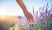 Eine Hand streift durch einen Lavendelbusch